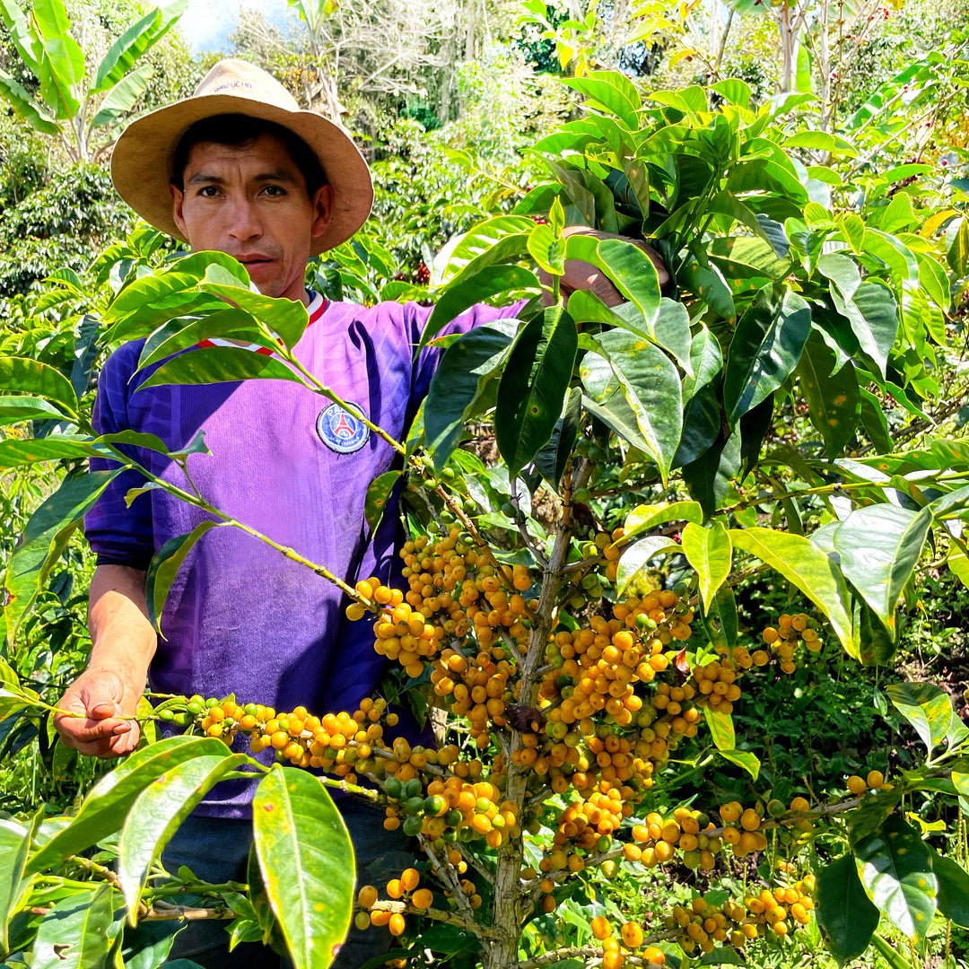 Peru - San Ignacio