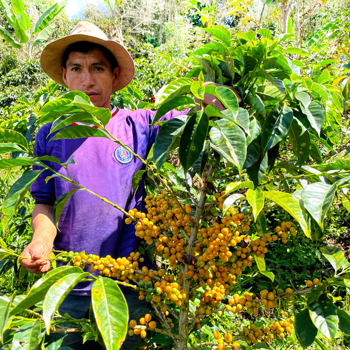 Peru - San Ignacio