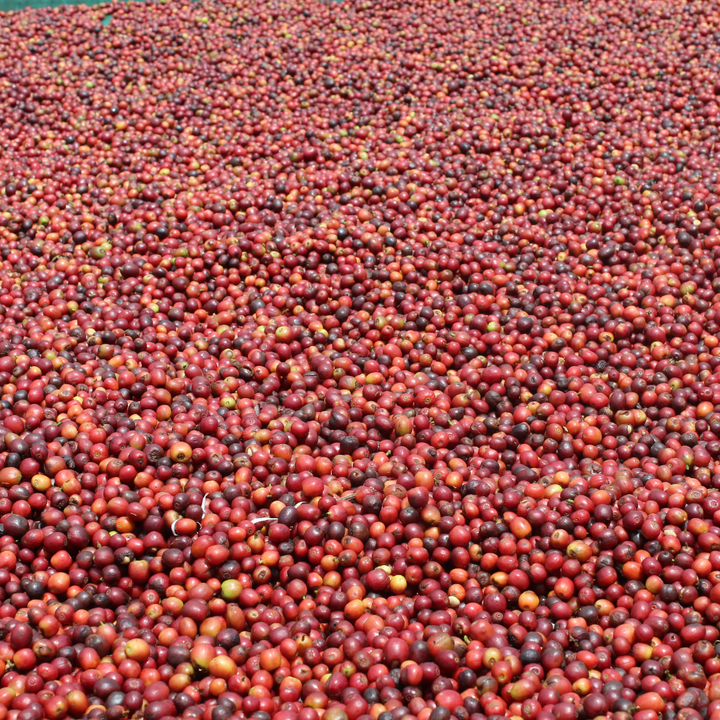 Uganda - Bukonzo Dream