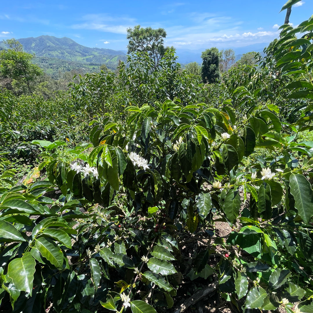 Peru - San Ignacio