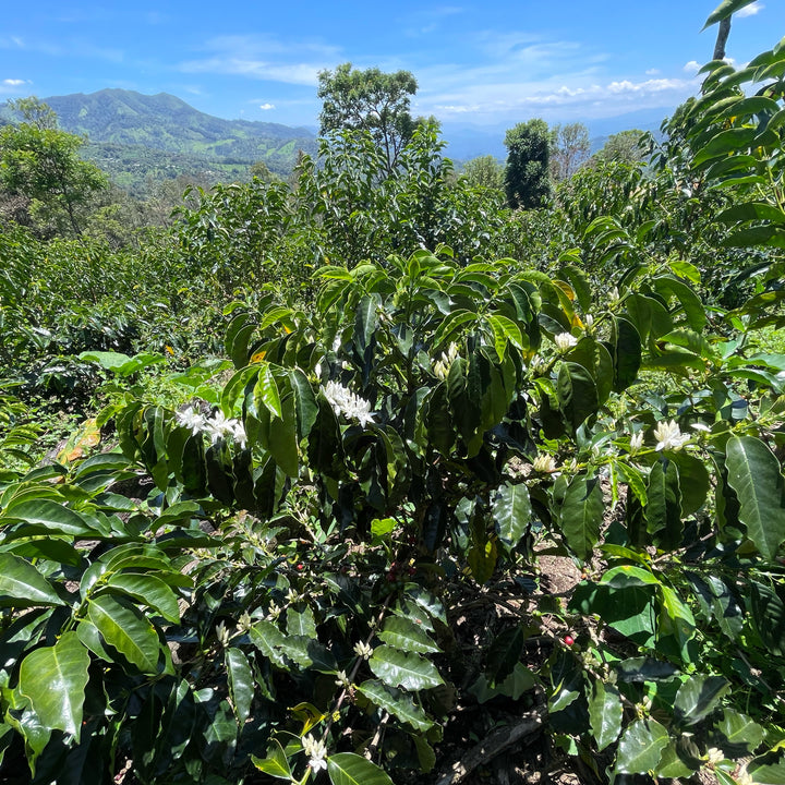 Peru - San Ignacio