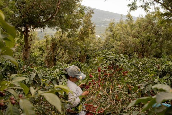 The Altitude Effect: How Elevation Shapes the Taste of Your Coffee