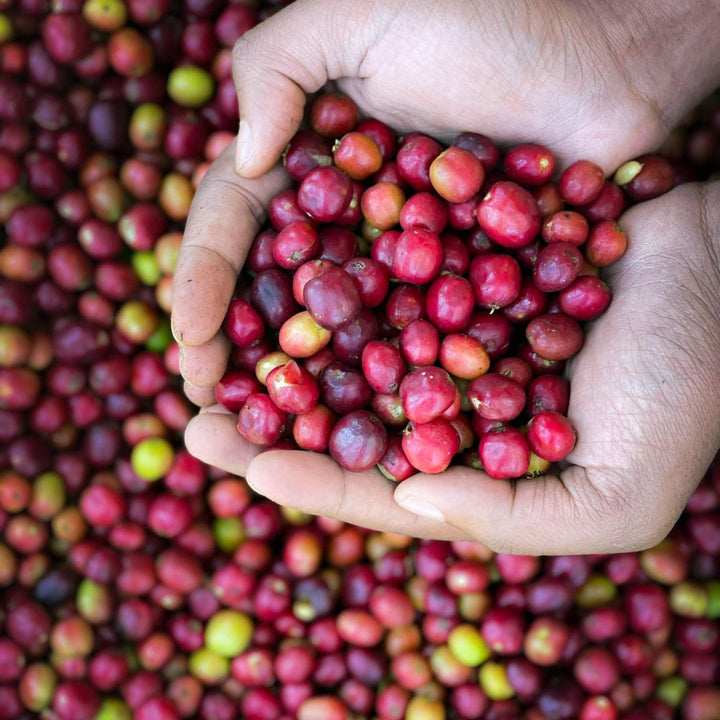 Ethiopia - Bochesa
