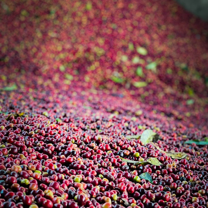 Ethiopia - Bochesa