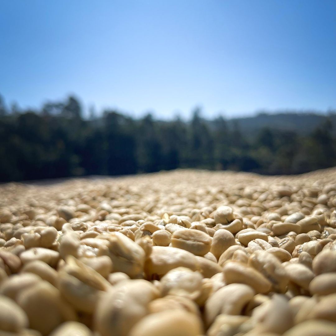 Ethiopia - Bochesa