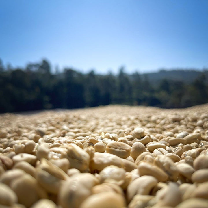 Ethiopia - Bochesa