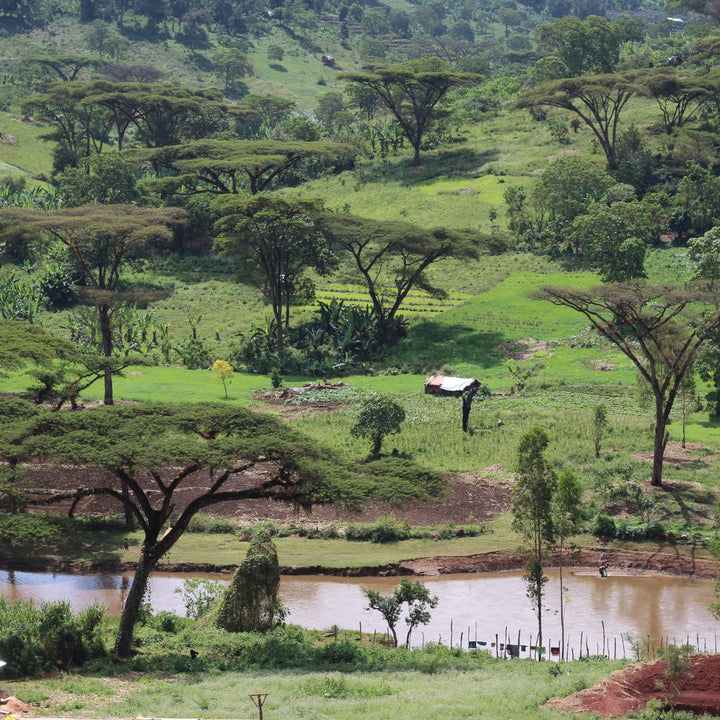 Ethiopia - Guji Kuri Mountain