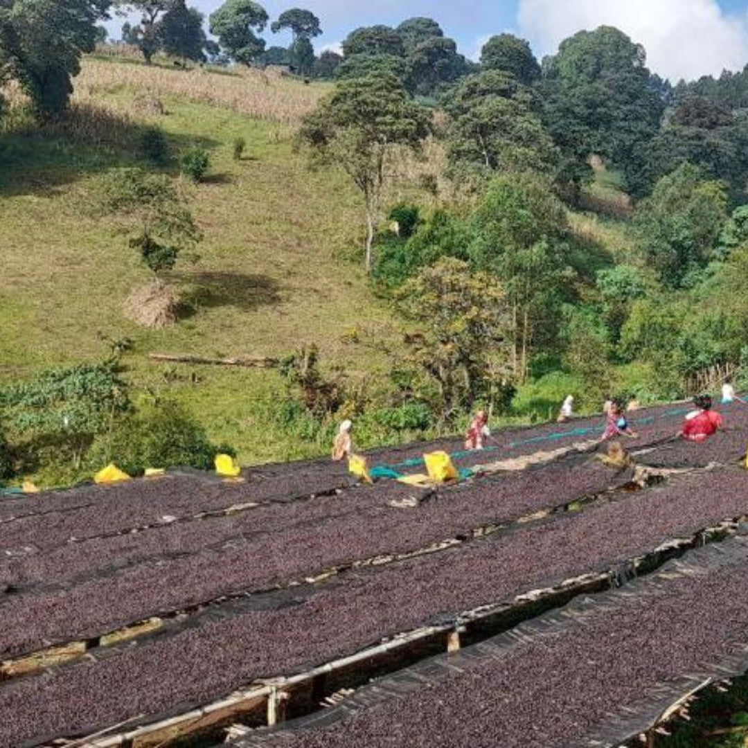 Ethiopia - Guji Kuri Mountain