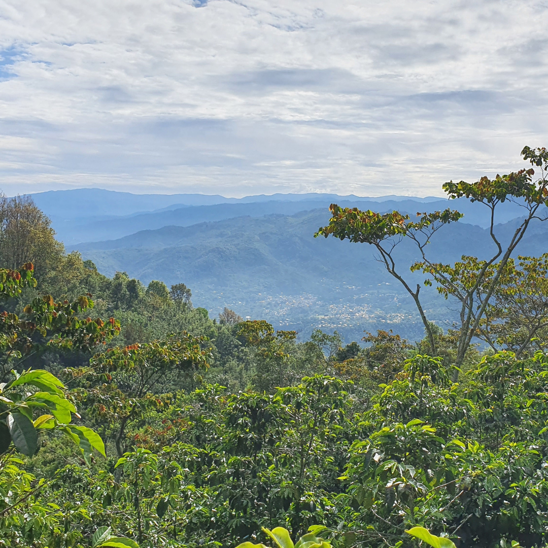 Festive: Guatemala - Buena Vista
