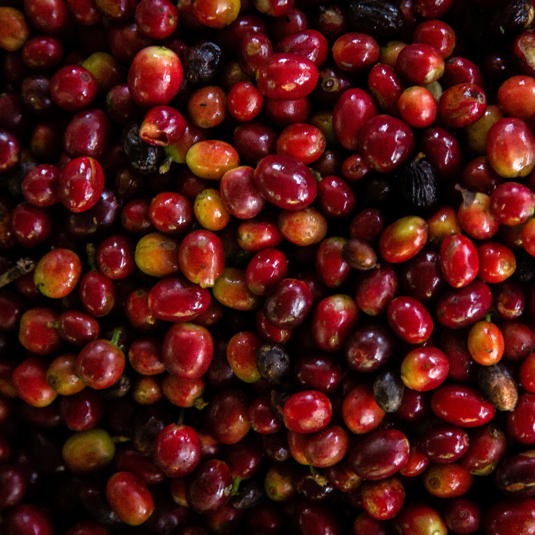 Festive: Guatemala - Buena Vista