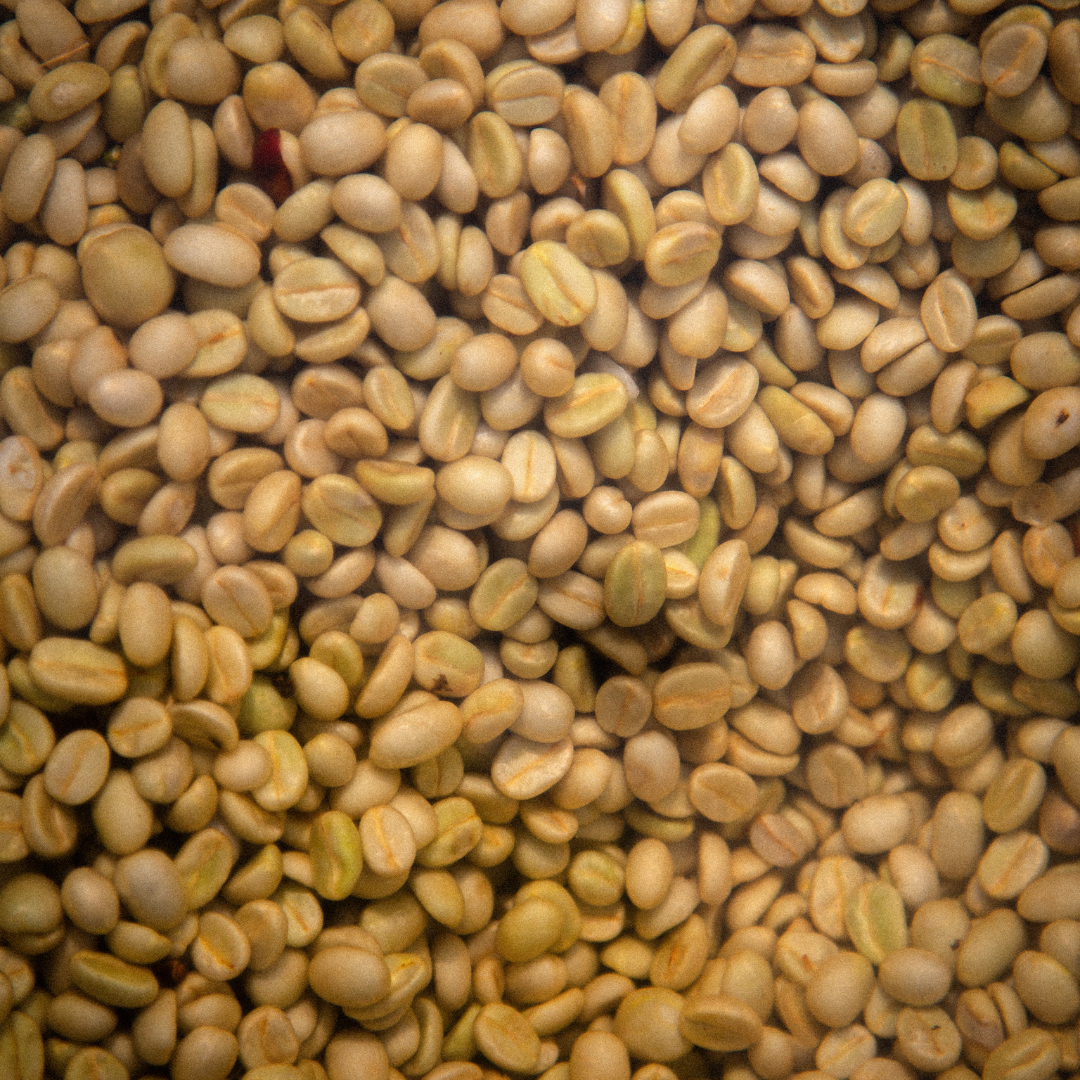 Festive: Guatemala - Buena Vista