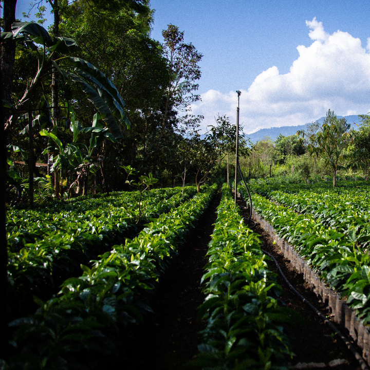 Festive: Guatemala - Buena Vista