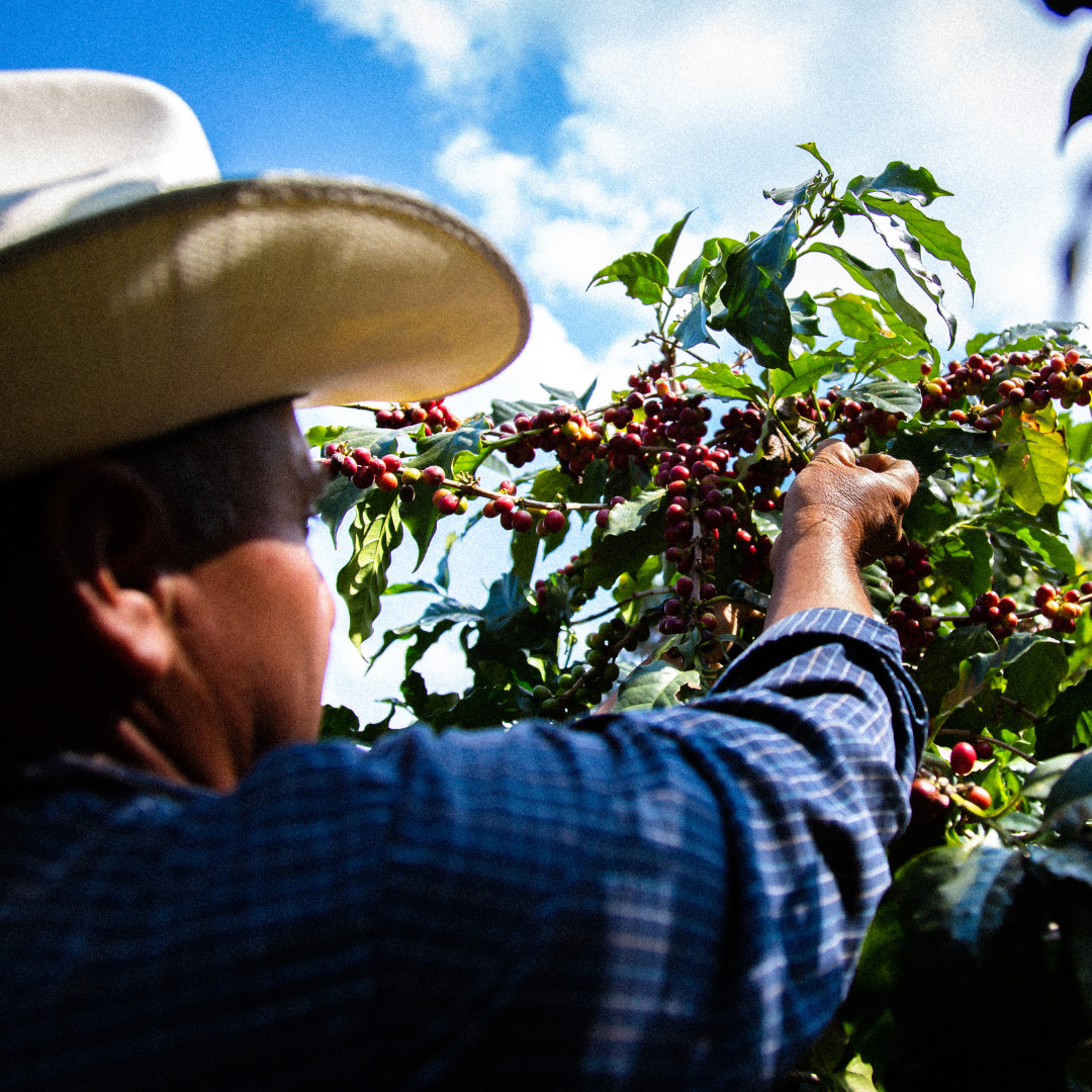 Festive: Guatemala - Buena Vista
