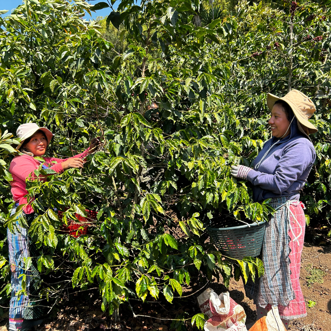 Festive: Guatemala - Buena Vista