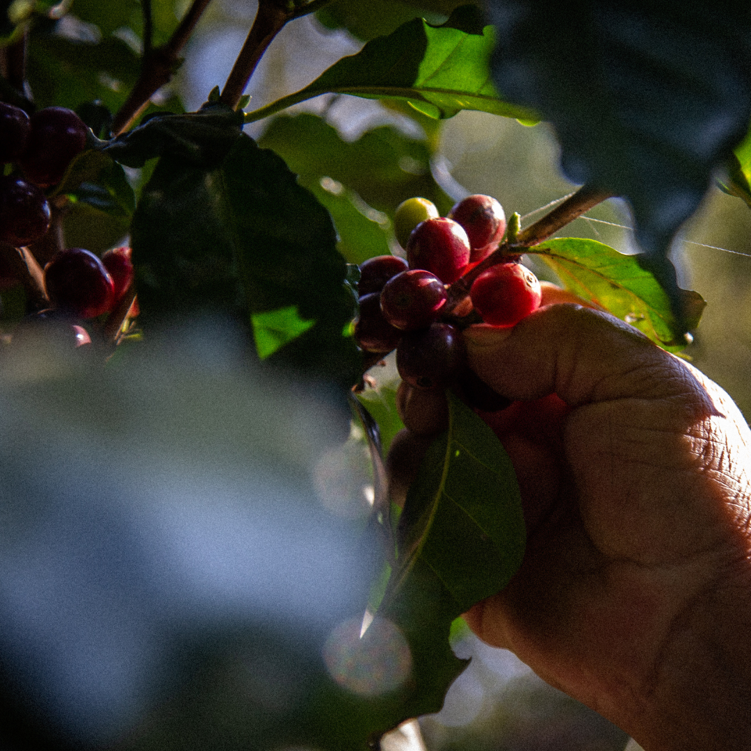 Festive: Guatemala - Buena Vista