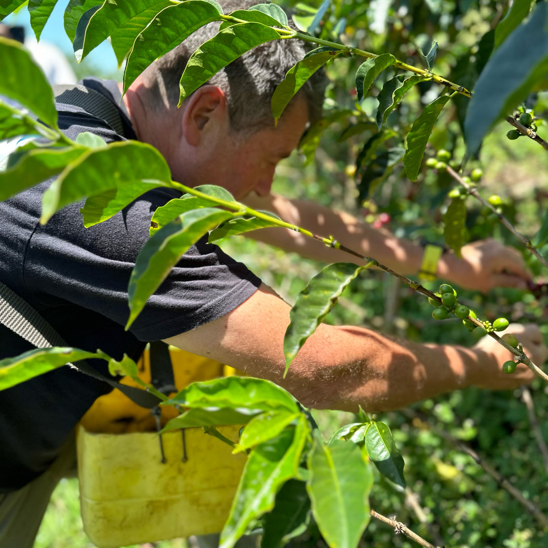 Peru - Neyra Chininin