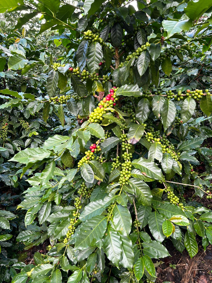 Honduras - El Matazano