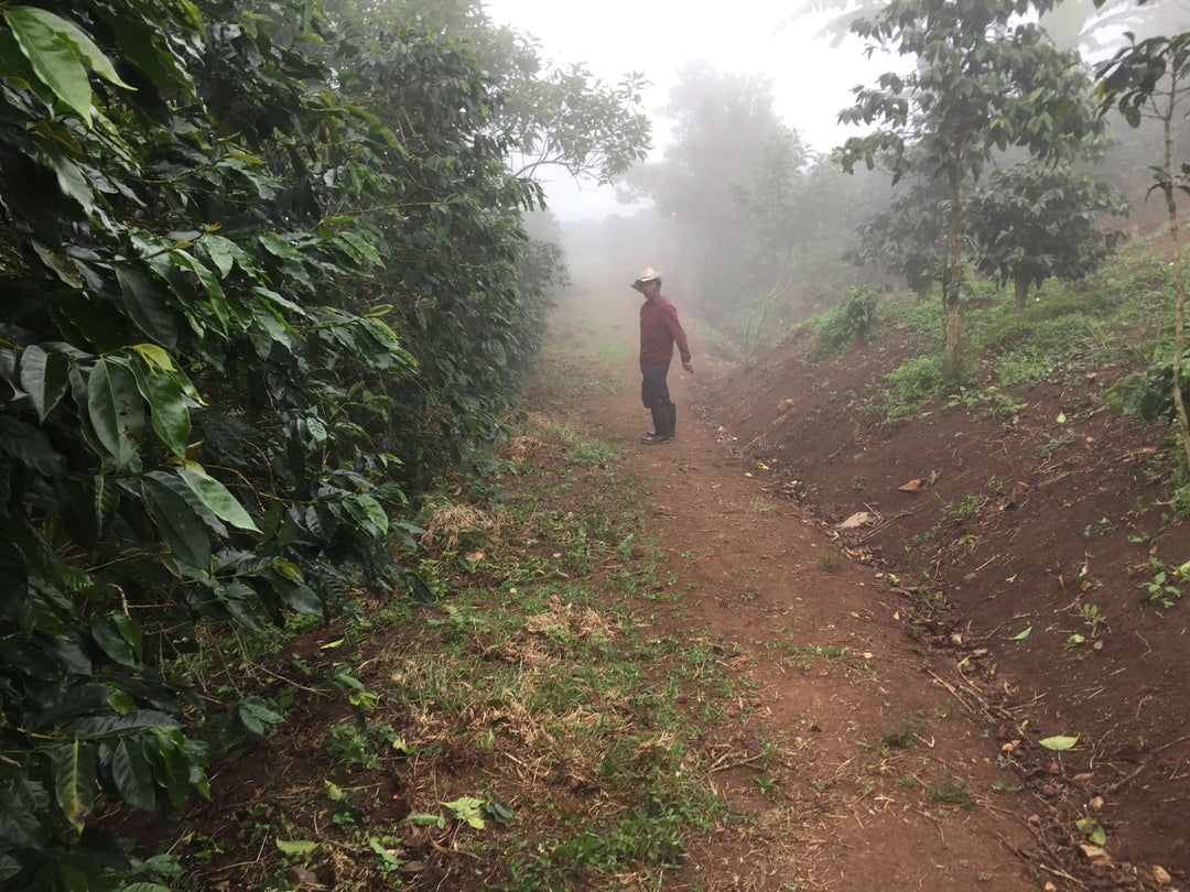 Honduras - El Matazano