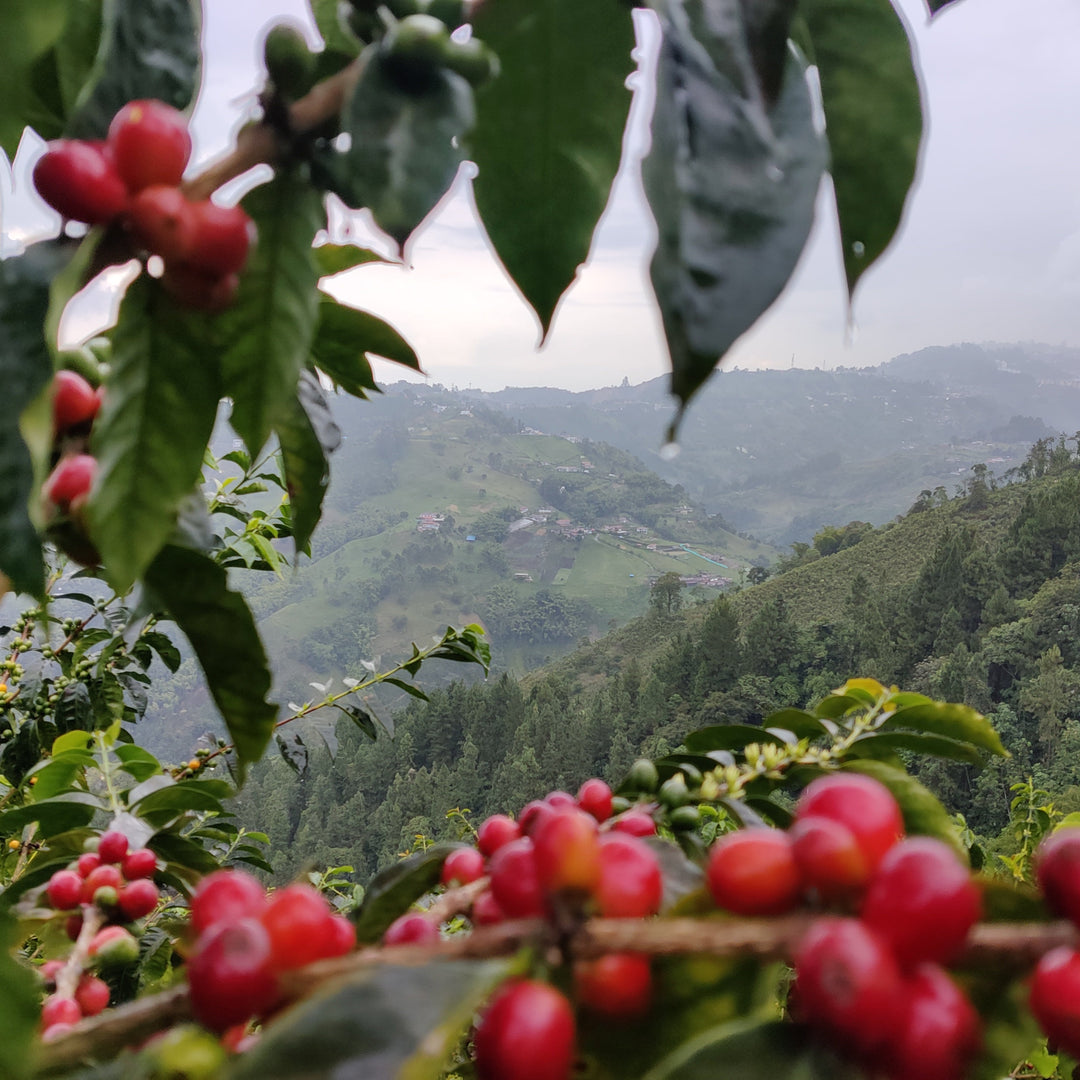 Colombia - El Refugio