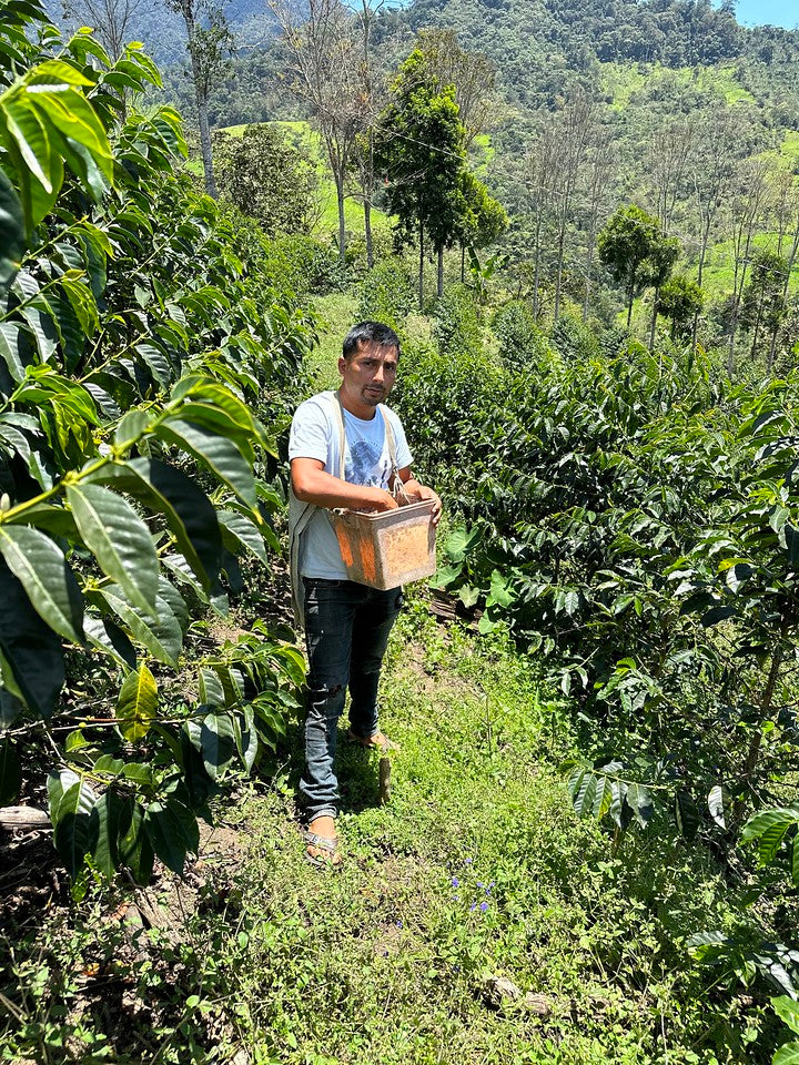 Peru - Neyra Chininin