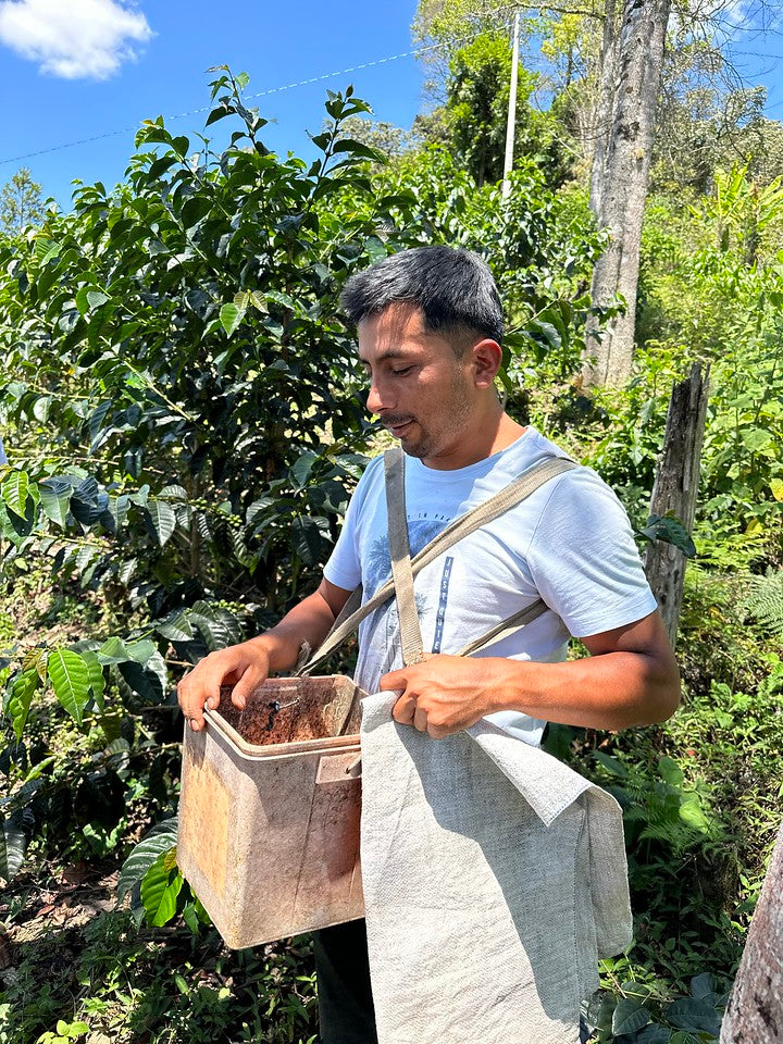 Peru - Neyra Chininin