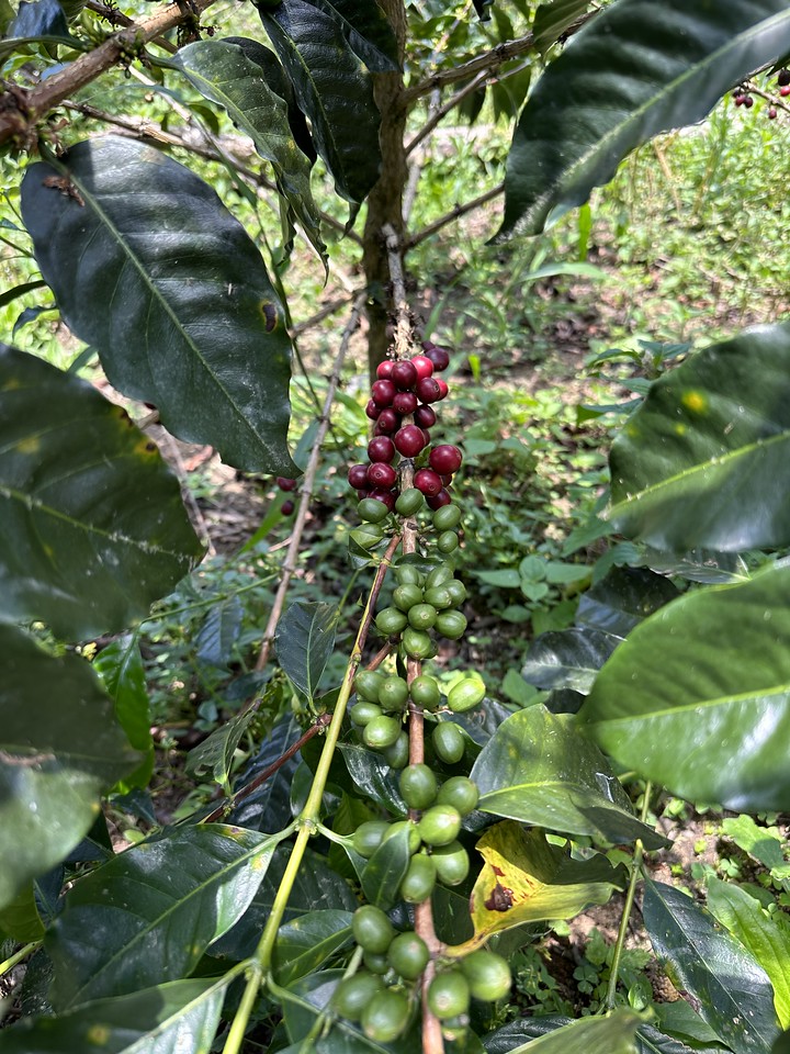 Peru - Neyra Chininin