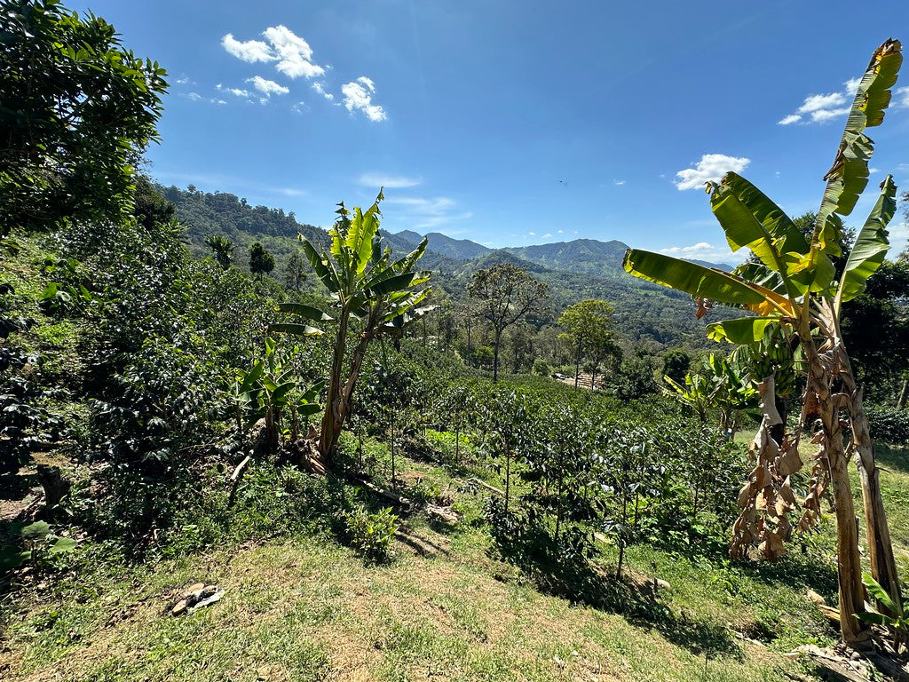 Peru - Neyra Chininin