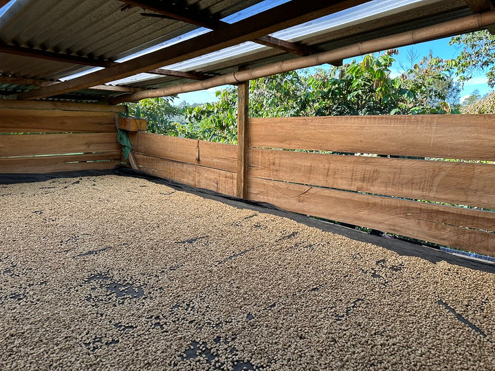 Peru - Neyra Chininin