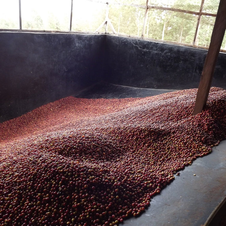 Kenya - Kamwangi AA