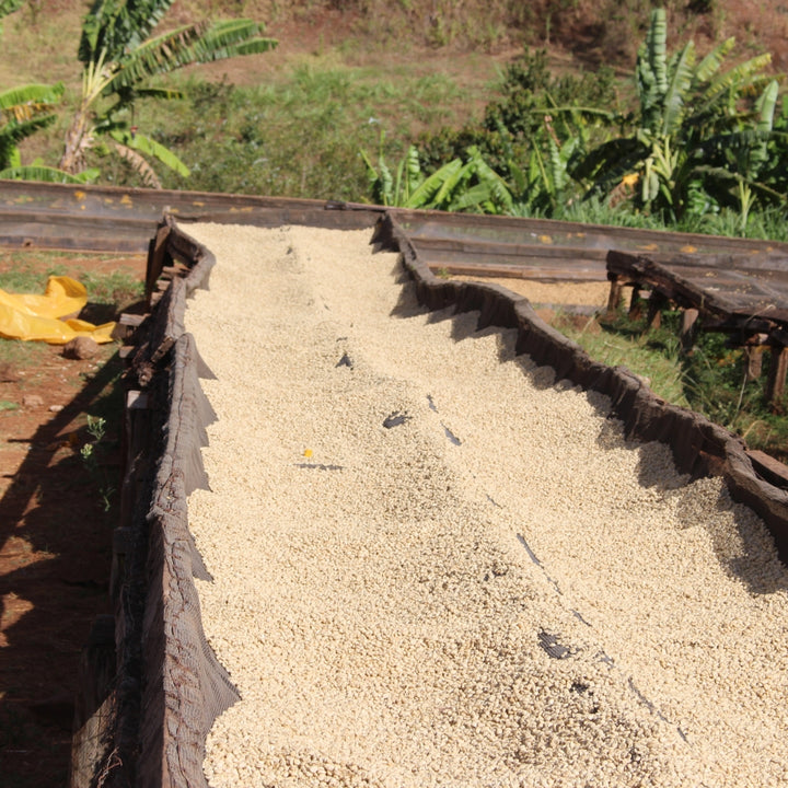 Kenya - Kamwangi AA