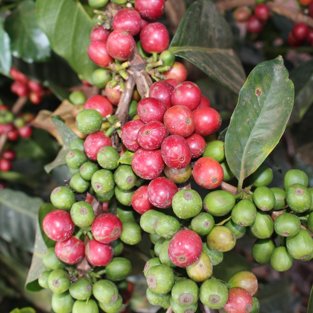 Kenya - Kamwangi AA