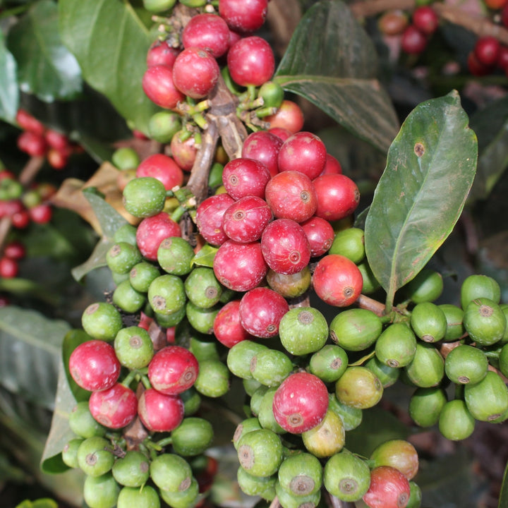 Kenya - Kamwangi AA