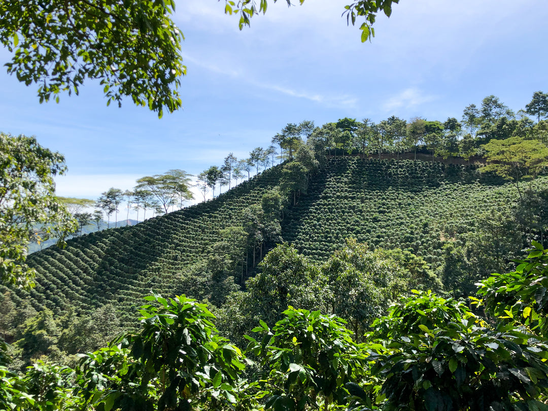 Decaf - Colombia Finca La Estrella (GROUND ESPRESSO) - 30% OFF