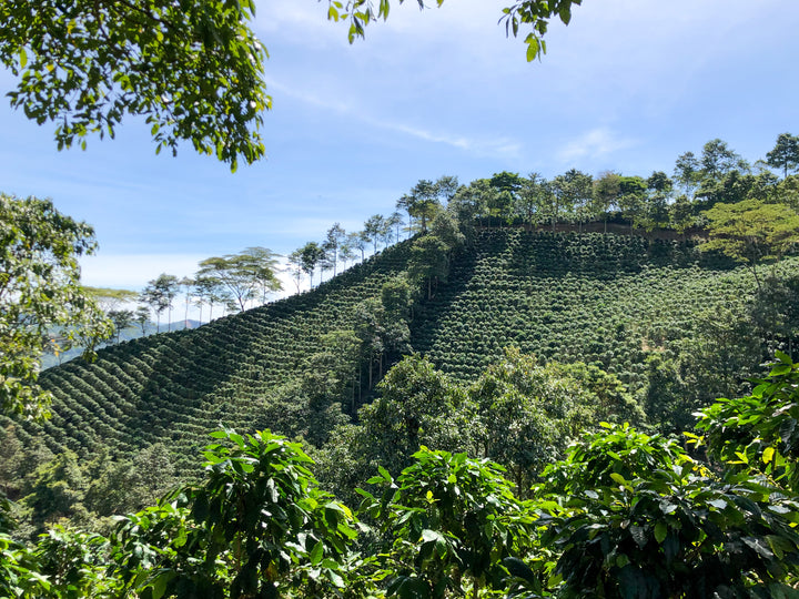 Decaf - Colombia Finca La Estrella (GROUND ESPRESSO) - 30% OFF