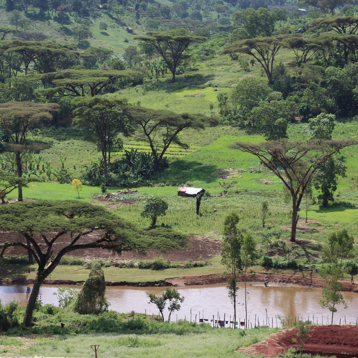 Ethiopia - Guji Raro