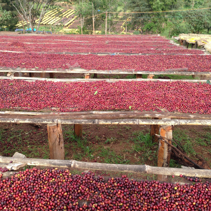 Ethiopia - Guji Raro