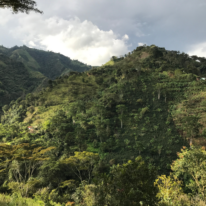 Decaf -  Colombia Popayán