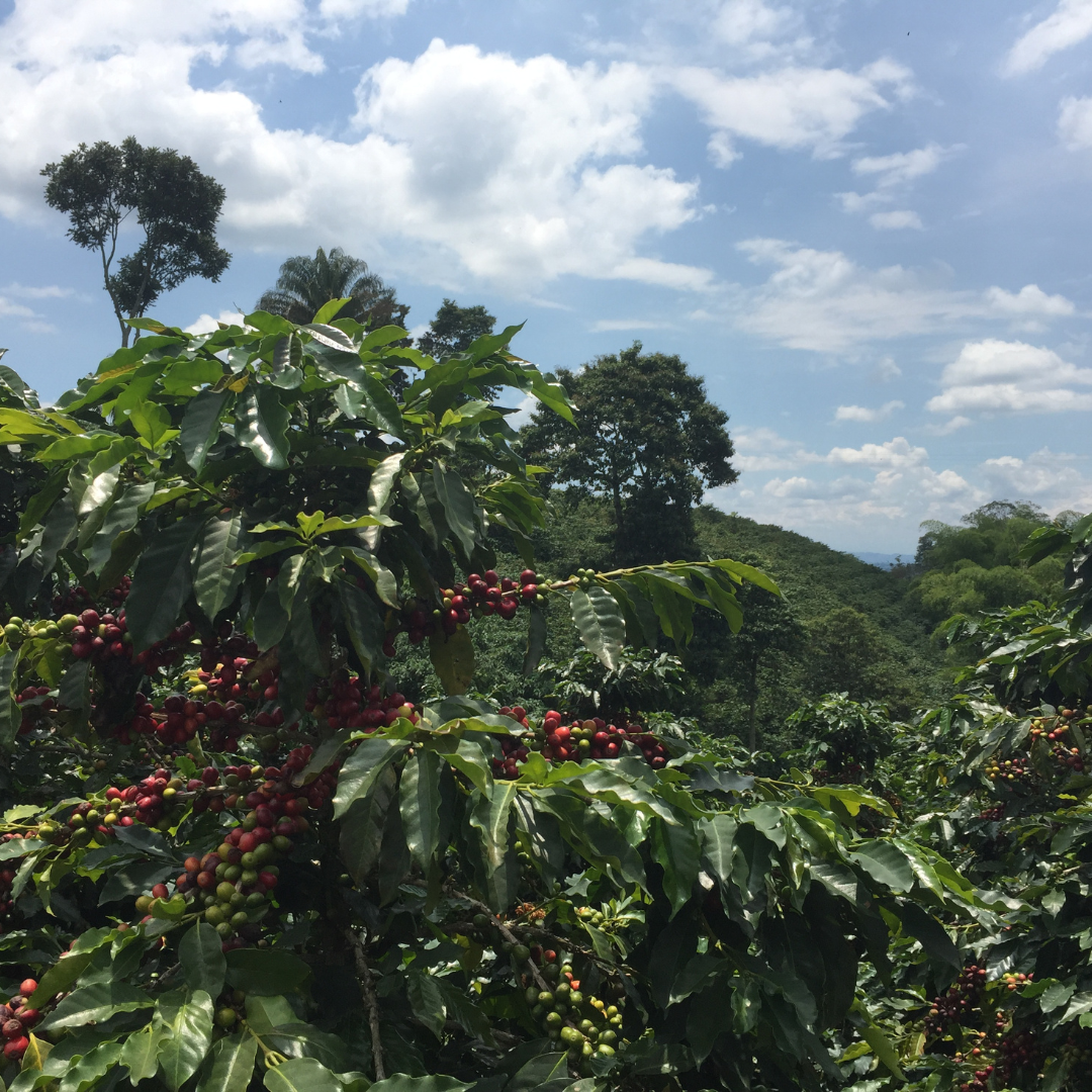 Decaf -  Colombia Popayán