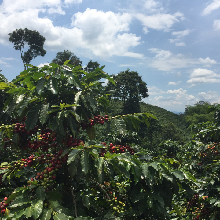 Decaf -  Colombia Popayán