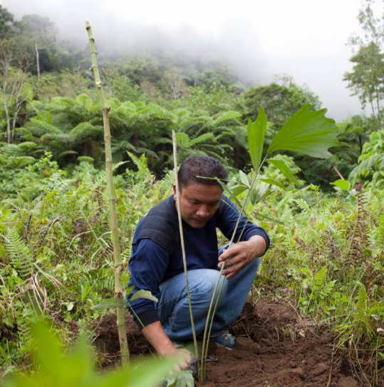 Kindred Forest Organic Arenga Sugar