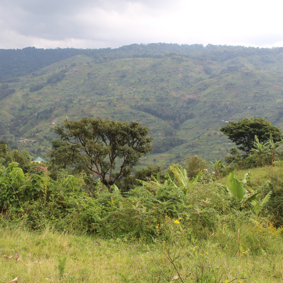 Uganda - Bukonzo Dream