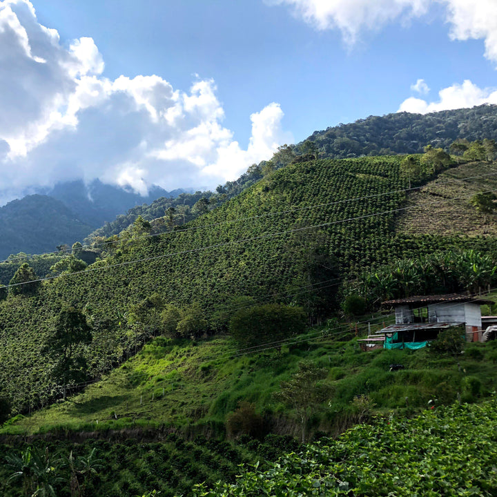 Decaf - Colombia Risaralda