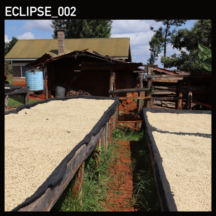 Eclipse_002 - Tano Ndongo AA  - Moon Roast Coffee